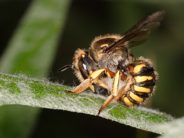 A female wool carder bee collects fuzz from a plant.